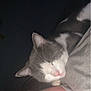 Karma joined the competition — help win amazing prizes! cat, person, sleeping, cozy, indoor, night, closeup, face, pet, animal, grey_cat, white_cat, snuggling, resting, calm, cute, companion, feline, human, soft_lighting