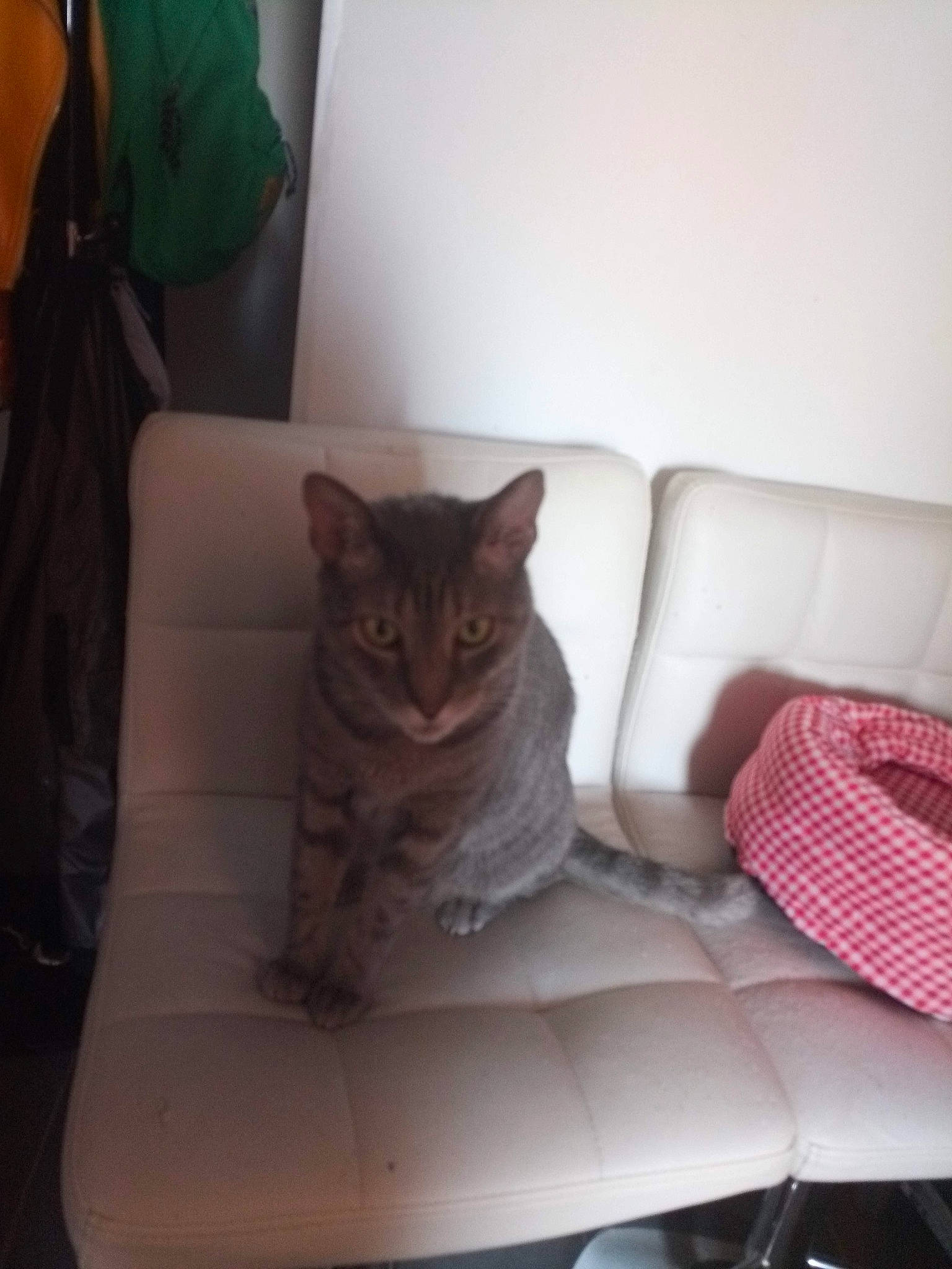 Popsy a rejoint le concours — aidez-le/la à gagner de superbes lots ! carnivore, cat, chair, comfort, couch, felidae, floor, flooring, furniture, grey, hardwood, house, living_room, small_to_medium_sized_cats, studio_couch, table, tail, whiskers, window, wood