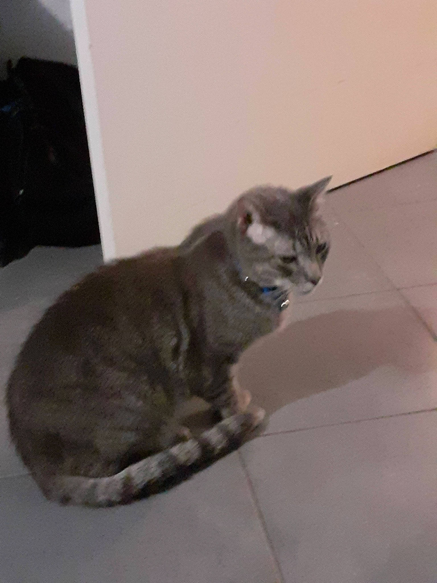 Popsy a rejoint le concours — aidez-le/la à gagner de superbes lots ! carnivore, cat, chartreux, comfort, domestic_short_haired_cat, fawn, felidae, flooring, fur, grey, paw, room, russian_blue, small_to_medium_sized_cats, snout, tail, terrestrial_animal, tile_flooring, whiskers, window