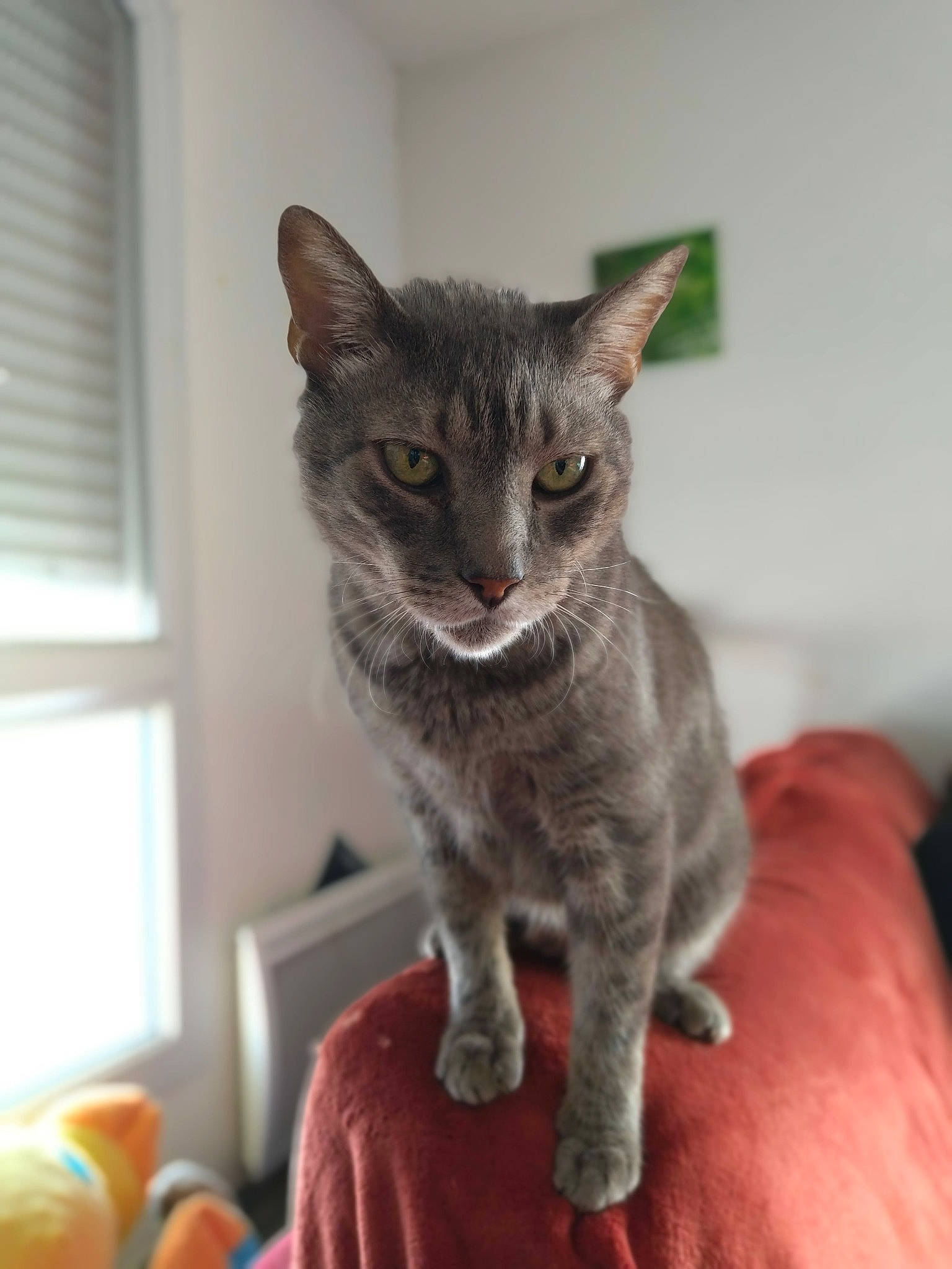 Popsy participe au concours pour gagner de l'argent avec cette photo : carnivore, cat, cat_furniture, cat_supply, claw, comfort, domestic_short_haired_cat, felidae, fur, grey, paw, sash_window, small_to_medium_sized_cats, snout, tail, terrestrial_animal, whiskers, window, window_blind, window_covering