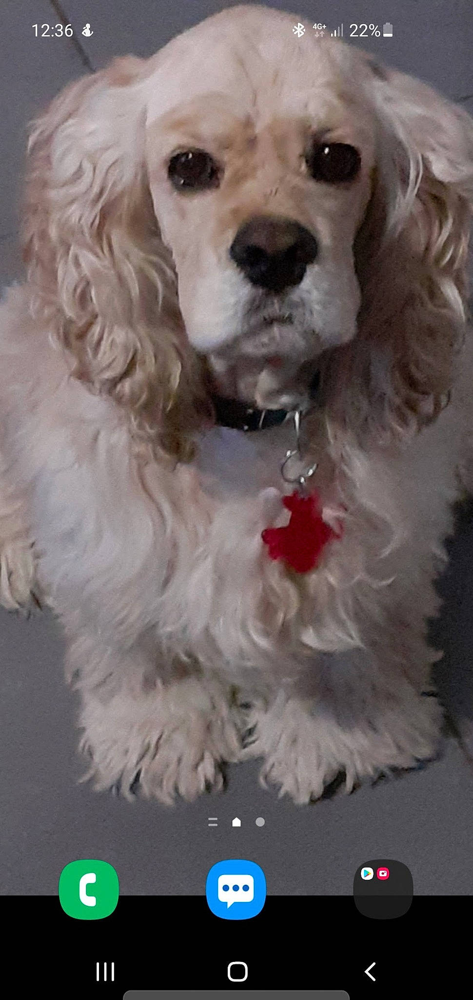 Oxbow participe au concours pour gagner de l'argent avec cette photo : canidae, carnivore, companion_dog, dog, dog_breed, dog_collar, dog_supply, fur, liver, maltepoo, non_sporting_group, pet_supply, snout, sporting_group, toy_dog, white, working_animal