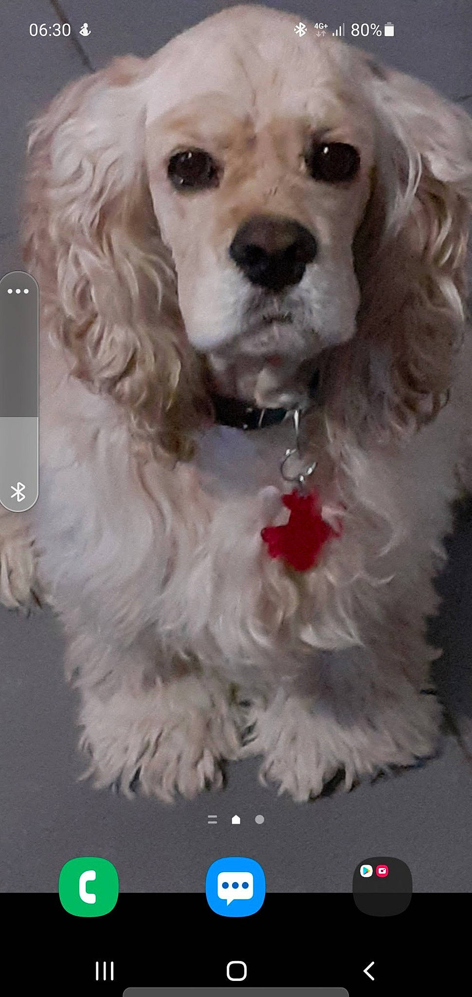 Oxbow participe au concours pour gagner de l'argent avec cette photo : canidae, carnivore, companion_dog, dog, dog_breed, dog_collar, dog_supply, fur, liver, maltepoo, pet_supply, snout, sporting_group, toy_dog, white, working_animal