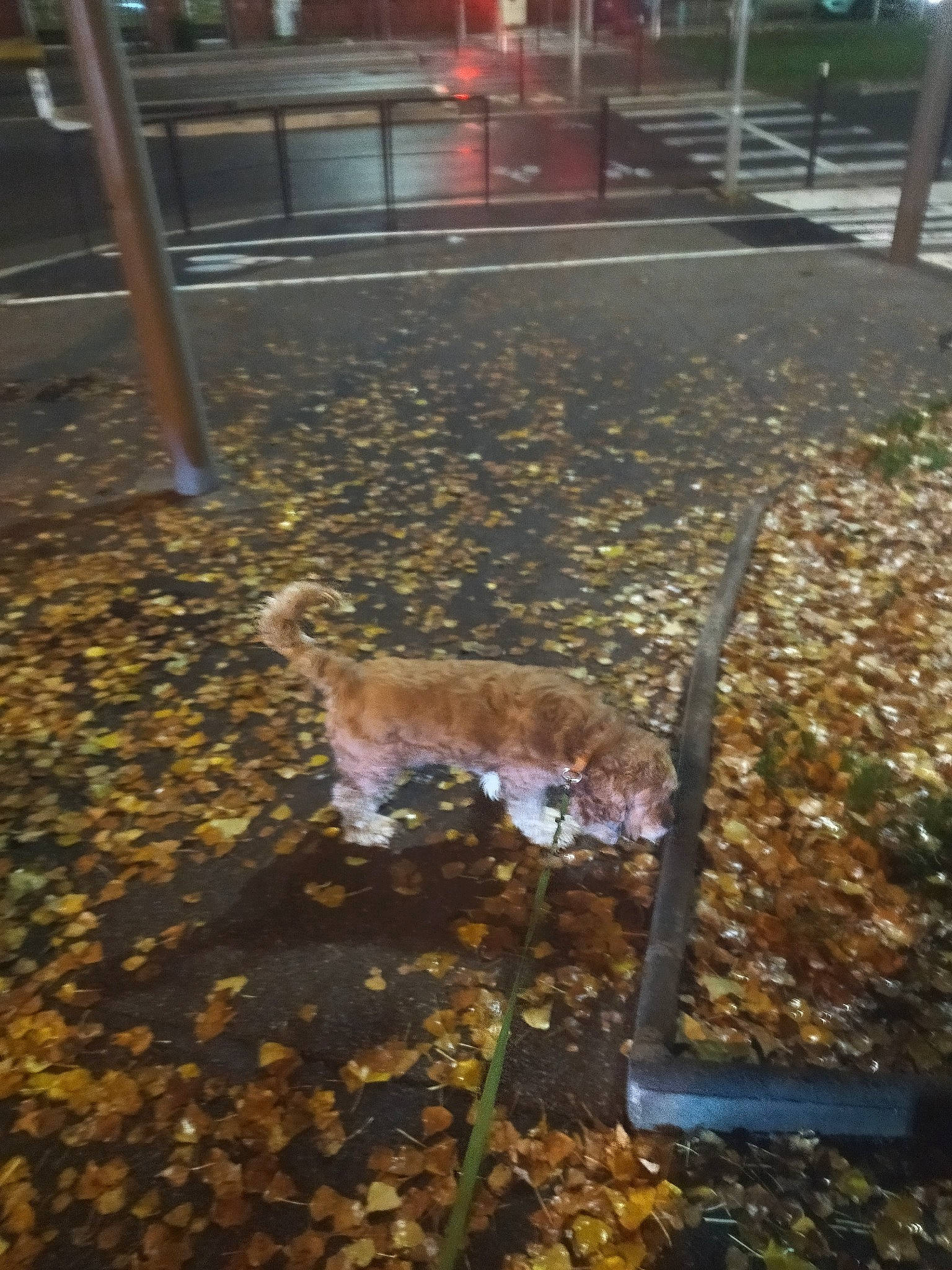 Oxbow a rejoint le concours — aidez-le/la à gagner de superbes lots ! asphalt, carnivore, cat, city, dog_breed, fawn, felidae, grass, light, plant, road, road_surface, sidewalk, small_to_medium_sized_cats, soil, sporting_group, tail, tints_and_shades, tree, wood