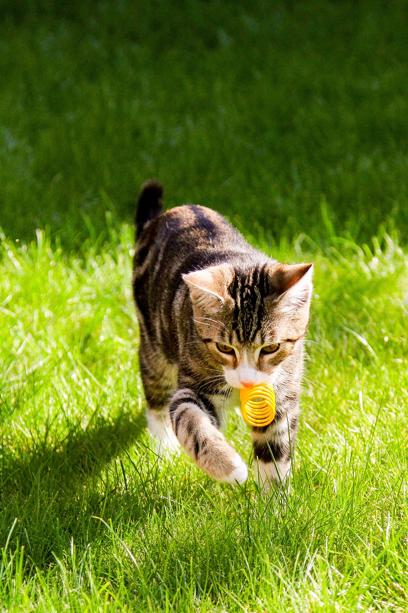 Obi joined the competition — help win amazing prizes! carnivore, cat, domestic_short_haired_cat, felidae, fur, garden, grass, grass_family, grassland, groundcover, lawn, meadow, pasture, plant, small_to_medium_sized_cats, snout, tail, terrestrial_animal, whiskers, wildlife