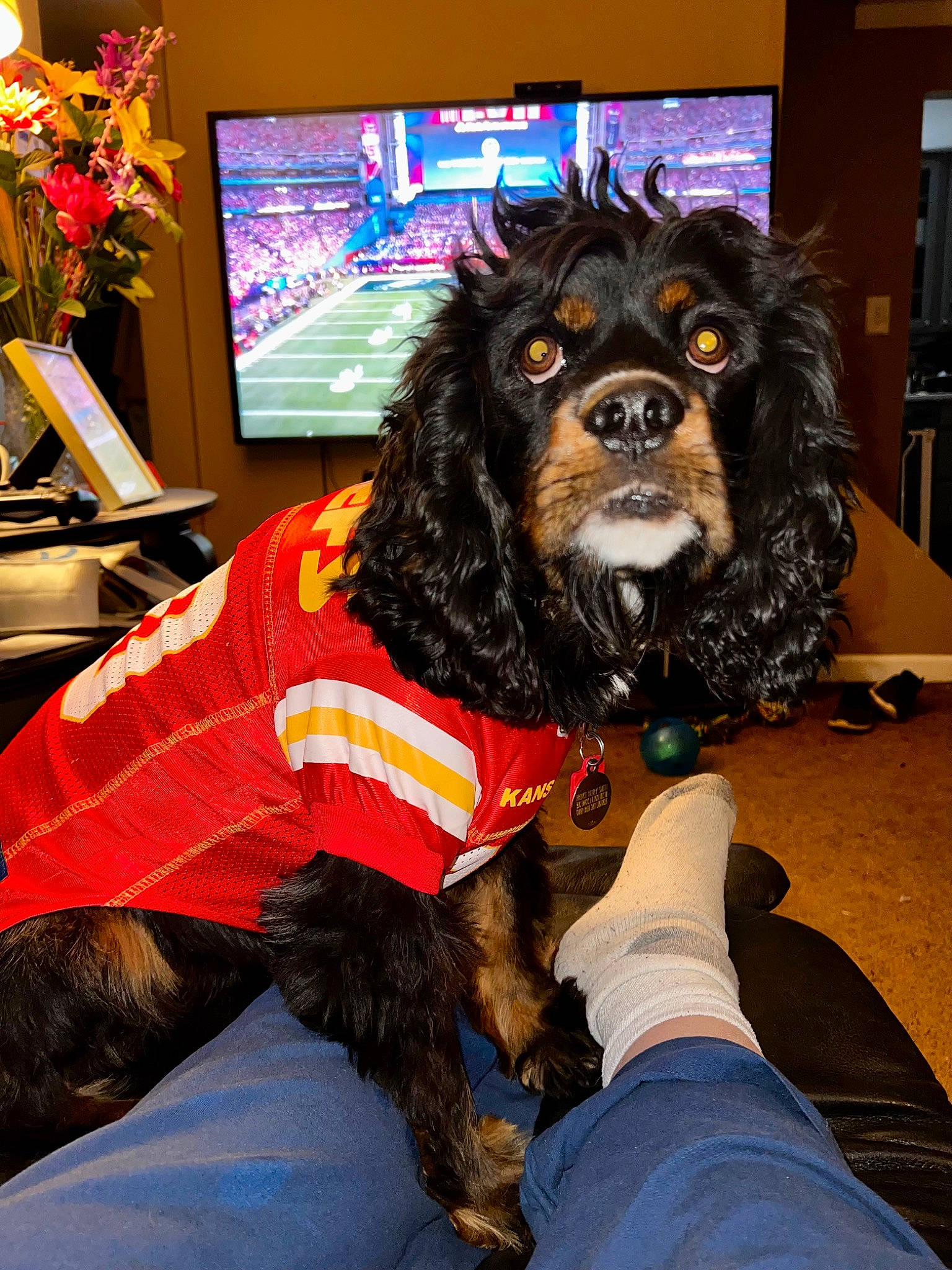 Prince Henry is registered to the contest to win money with this photo: bow_tie, canidae, carnivore, chair, collar, companion_dog, costume, dog, dog_breed, dog_clothes, dog_supply, event, fun, fur, plant, snout, spaniel, sporting_group, television, toy_dog