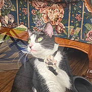Miss Kitty is registered to the contest to win money with this photo: animal, black_and_white_cat, cat, closeup, curious, domestic_animal, ears, feline, floral_couch, glass_surface, green_eyes, home, indoor, nose, paw, pet, reflection, sitting, whiskers, wooden_floor