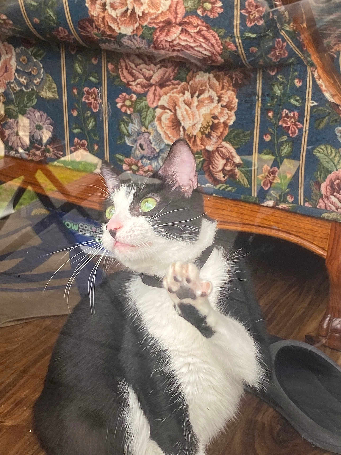 Miss Kitty