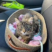 Joey a rejoint le concours — aidez-le/la à gagner de superbes lots ! kitten, cat, basket, blanket, car_seat, feline, pet, animal, fur, tabby, cute, domestic_cat, indoor, leash, resting, soft, cozy, young, striped, ears