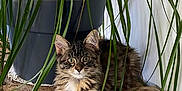 Joey a rejoint le concours — aidez-le/la à gagner de superbes lots ! kitten, cat, tabby, plant, potted_plant, green_leaves, wood, wooden_surface, indoor, curious, furry, pets, animal, small_cat, young_cat, resting, eyes, ears, nature_indoor, home