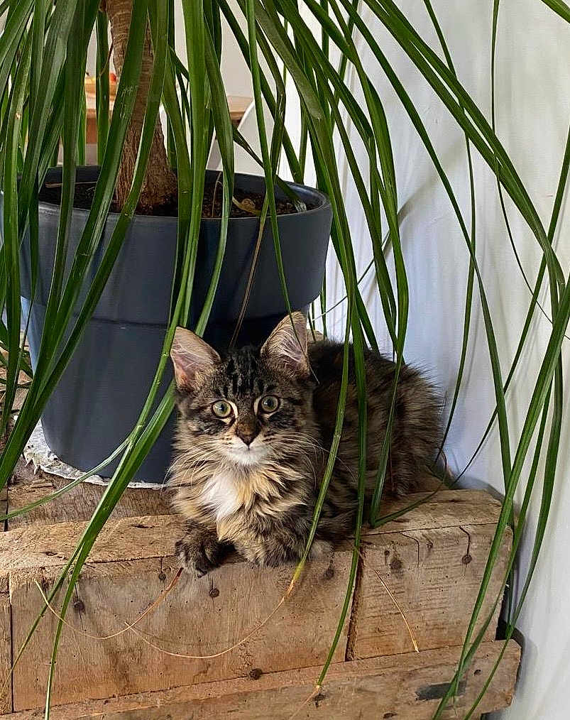 Joey a rejoint le concours — aidez-le/la à gagner de superbes lots ! kitten, cat, tabby, plant, potted_plant, green_leaves, wood, wooden_surface, indoor, curious, furry, pets, animal, small_cat, young_cat, resting, eyes, ears, nature_indoor, home