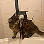 Joey a rejoint le concours — aidez-le/la à gagner de superbes lots ! cat, kitten, tabby, fur, sink, faucet, water, bathroom, tile_wall, curious, pet, animal, domestic, indoor, standing, black_faucet, stream, white_sink, closeup, exploration