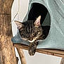 Joey a rejoint le concours — aidez-le/la à gagner de superbes lots ! cat, kitten, sleeping, tabby, cat_house, wood, wooden_structure, toy, fabric, pet, cute, resting, indoor, animal, feline, cozy, paw, relaxed, soft, triangular