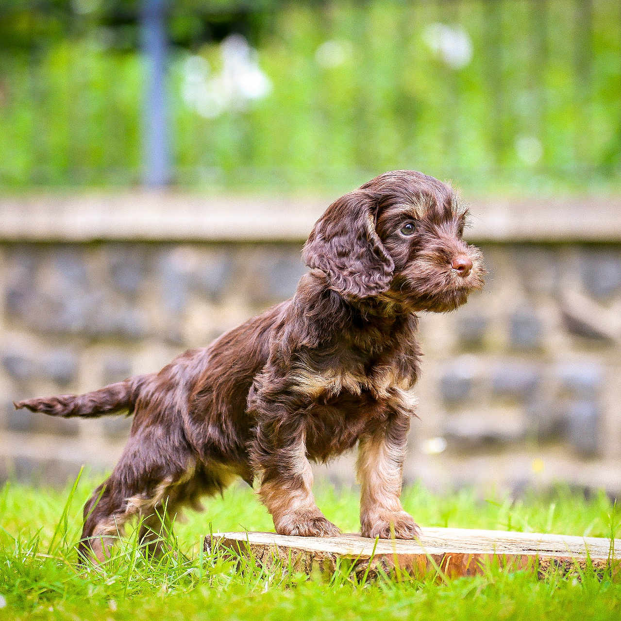 Cookie is registered to the contest to win money with this photo: animal, brown, canine, curious, dog, ears, fur, garden, grass, nature, outdoor, pet, portrait, puppy, small_dog, snout, standing, stone_wall, tree_stump, young_dog