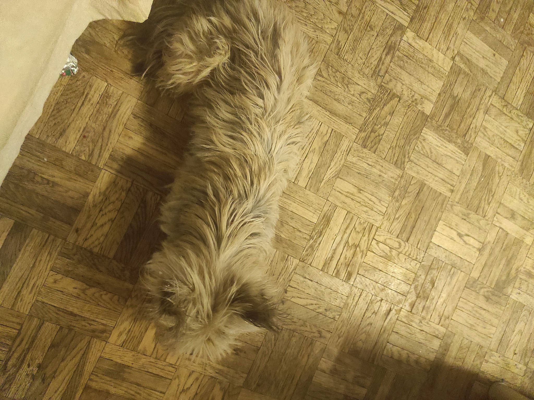 Lila a rejoint le concours — aidez-le/la à gagner de superbes lots ! art, beige, brown, carving, ceiling, floor, flooring, font, hardwood, history, monochrome_photography, paper, pattern, rectangle, symmetry, tints_and_shades, visual_arts, wood, wood_flooring, wood_stain