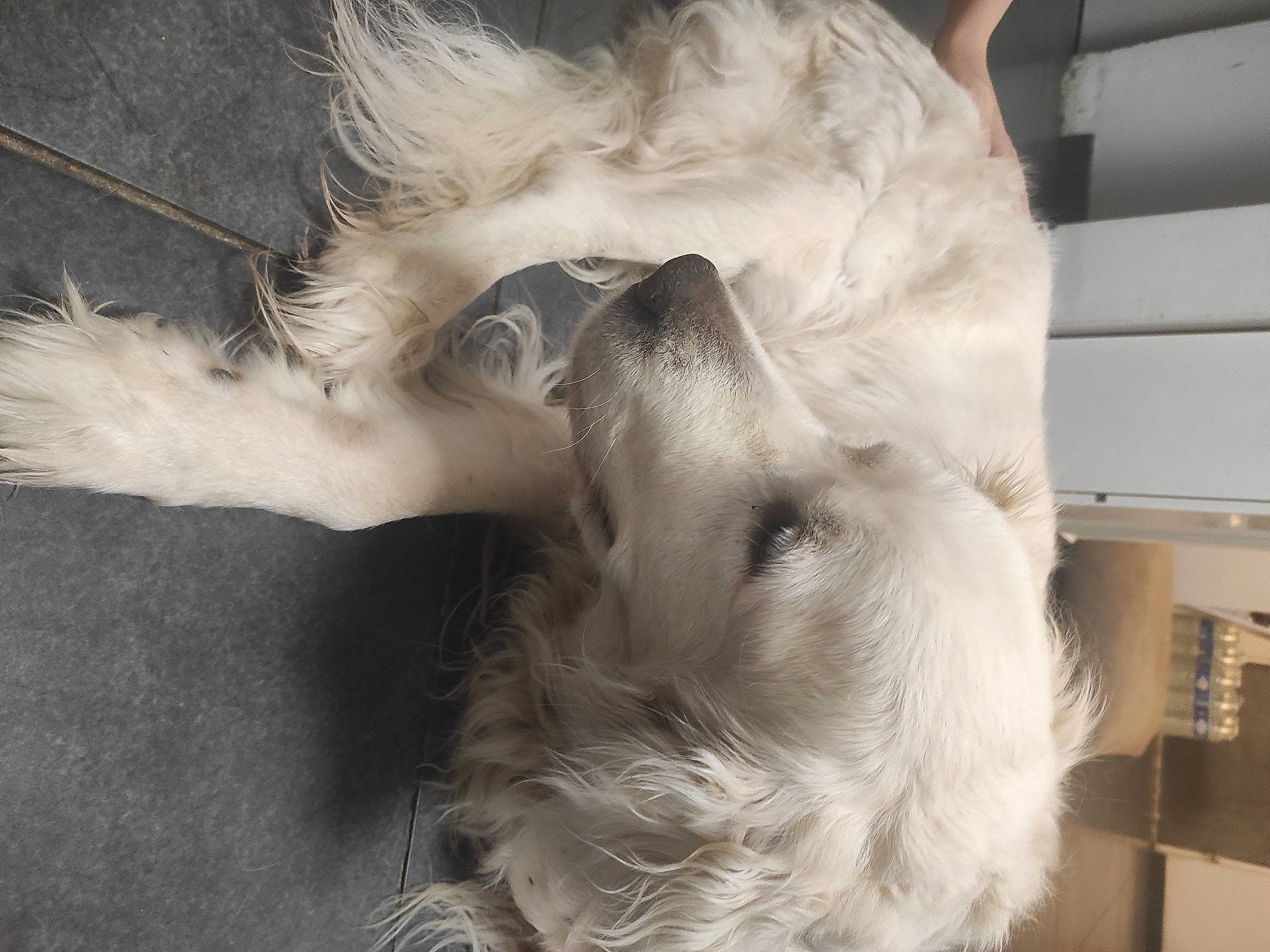 Beunca a rejoint le concours — aidez-le/la à gagner de superbes lots ! canidae, carnivore, companion_dog, dog, dog_breed, ear, eyelash, fawn, feather, felidae, paw, shelf, small_to_medium_sized_cats, snout, sporting_group, tail, terrier, toy_dog, whiskers, working_animal