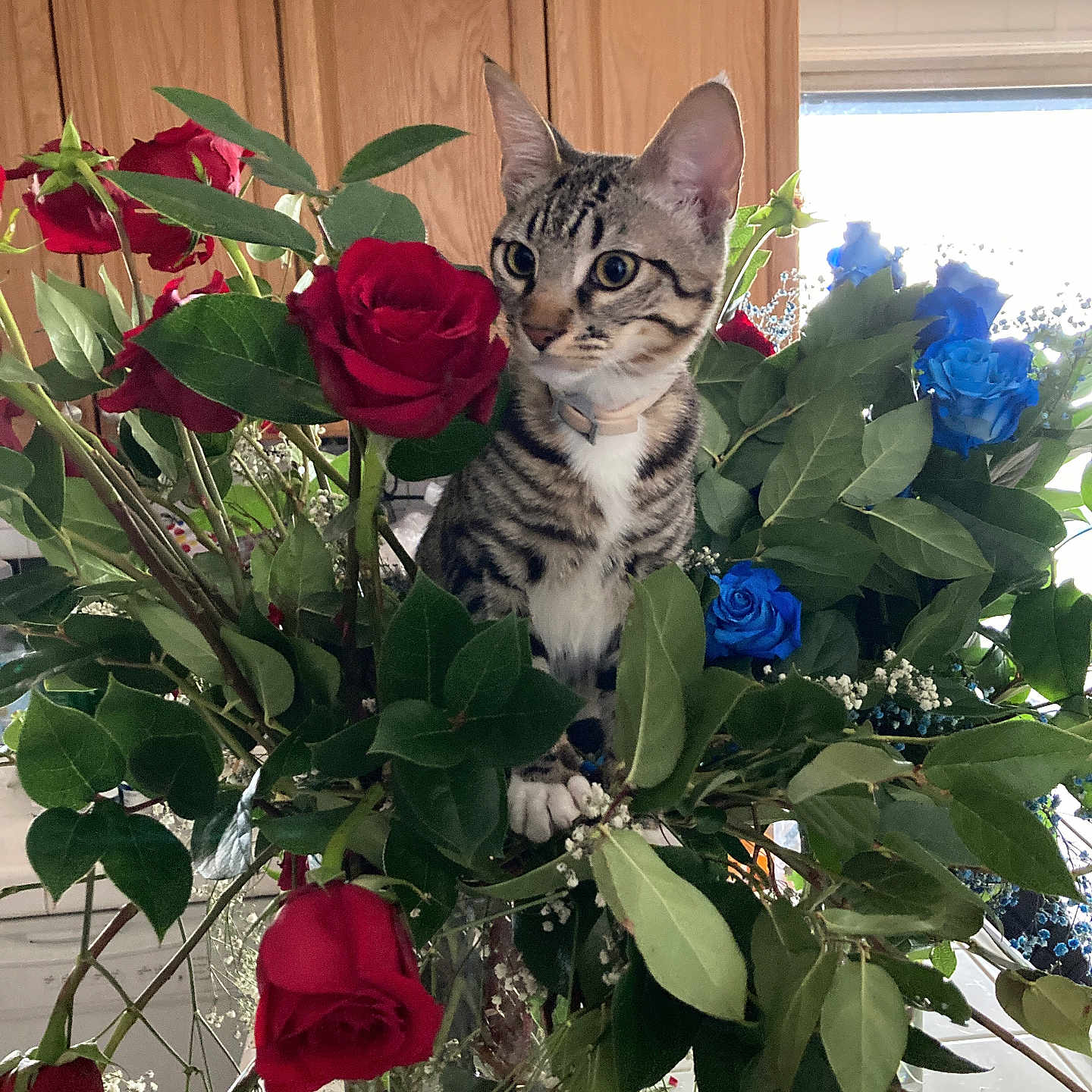 Izzy joined the competition — help win amazing prizes! blue_roses, cat, closeup, curious, cute, domestic, flowers, green_leaves, indoor, kitchen, kitten, nature, pet, plant, red_roses, roses, tabby, vase, whiskers, wooden_cabinets