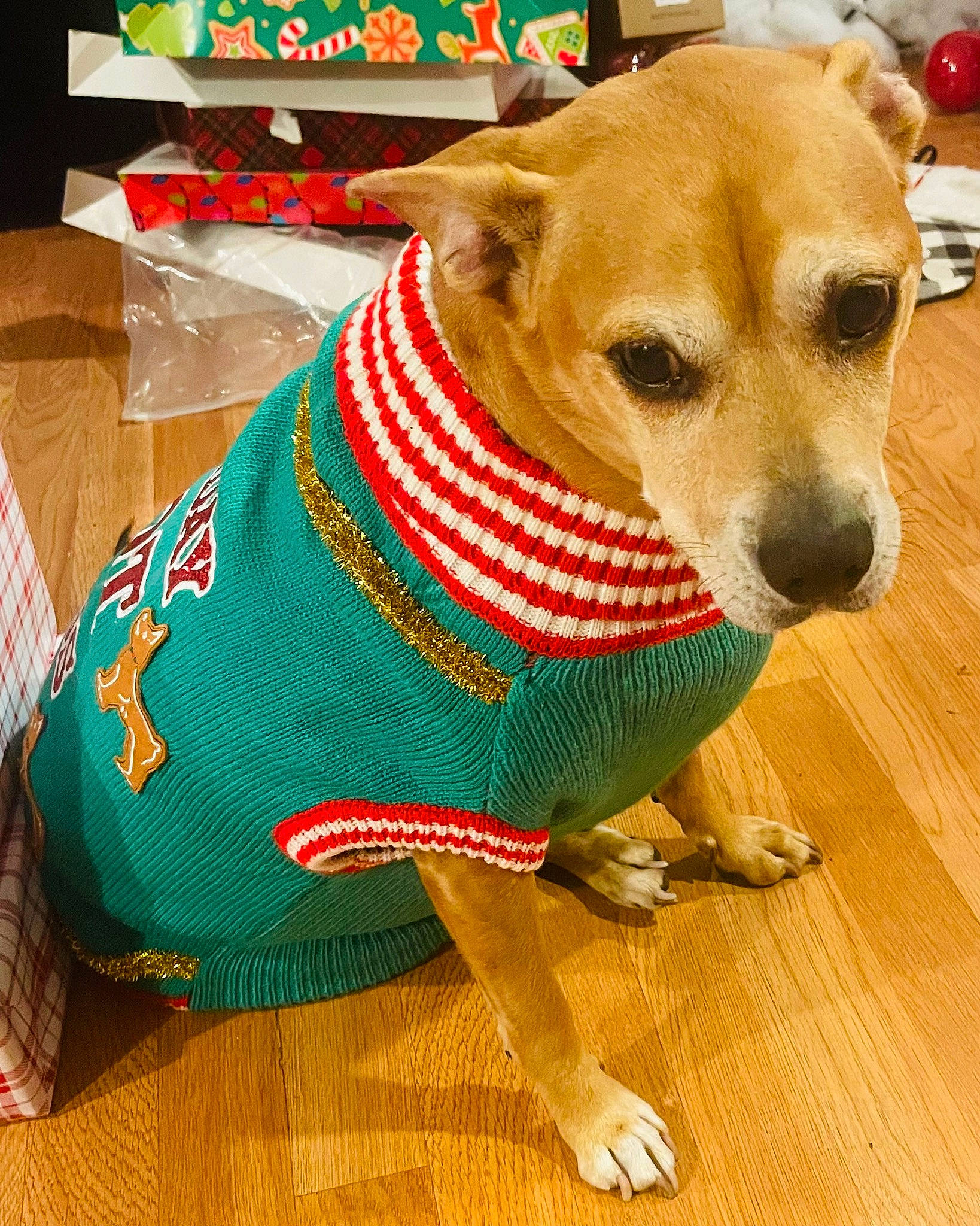 Prince joined the competition — help win amazing prizes! carnivore, collar, companion_dog, costume_hat, dog, dog_breed, dog_clothes, dog_collar, dog_supply, fashion_accessory, fawn, flooring, leash, pet_supply, sleeve, snout, sporting_group, whiskers, wood, working_animal