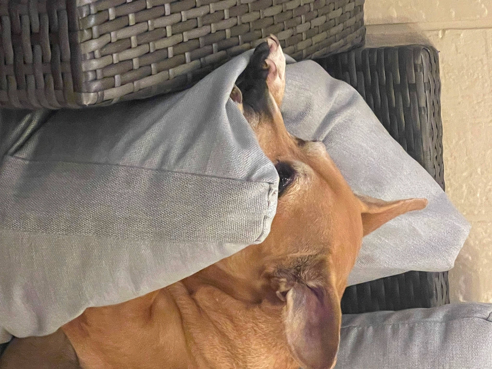 Prince is registered to the contest to win money with this photo: bag, canidae, carnivore, clock, comfort, companion_dog, dog, dog_breed, fawn, felidae, fur, human_leg, linens, nap, non_sporting_group, snout, sporting_group, wood, working_animal, wrinkle