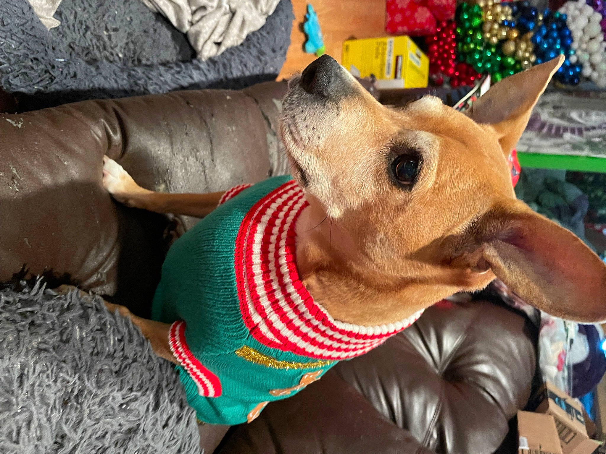 Prince joined the competition — help win amazing prizes! canidae, carnivore, companion_dog, cone, costume_hat, dog, dog_breed, dog_clothes, dog_supply, event, fashion_accessory, fawn, fur, holiday, party_hat, party_supply, snout, sporting_group, toy_dog, working_animal