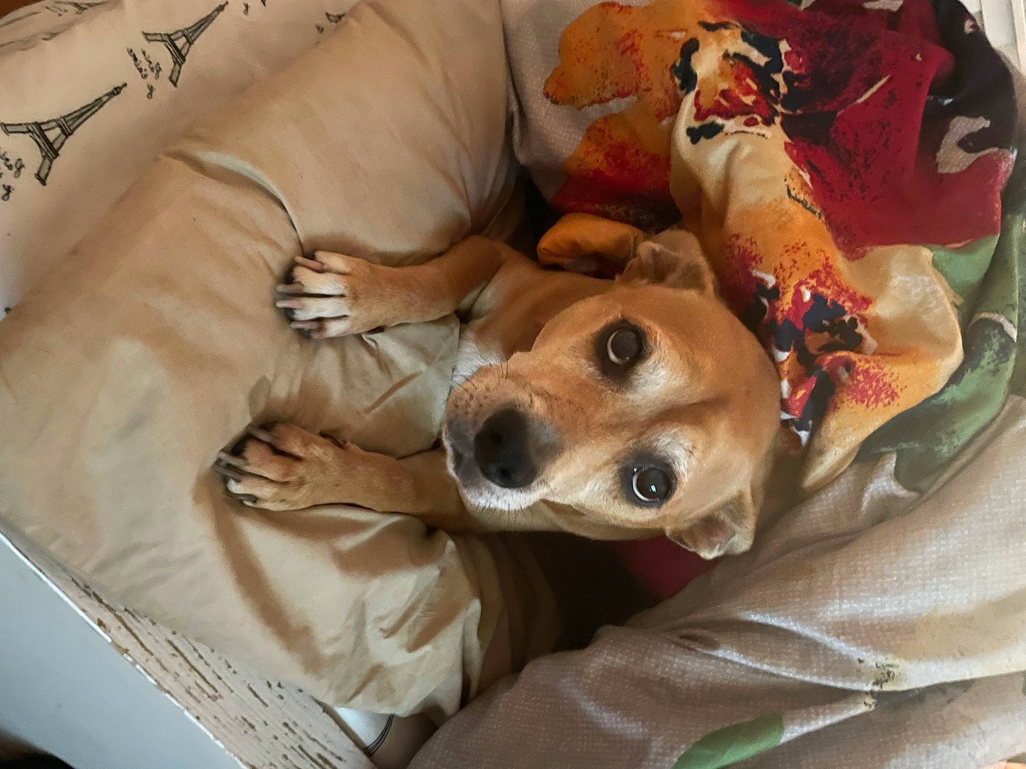 Prince is registered to the contest to win money with this photo: canidae, carnivore, comfort, companion_dog, dog, dog_breed, dog_supply, fawn, fur, linens, non_sporting_group, pillow, snout, sporting_group, whiskers, working_animal