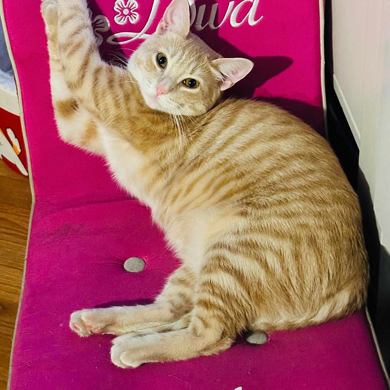 Bella