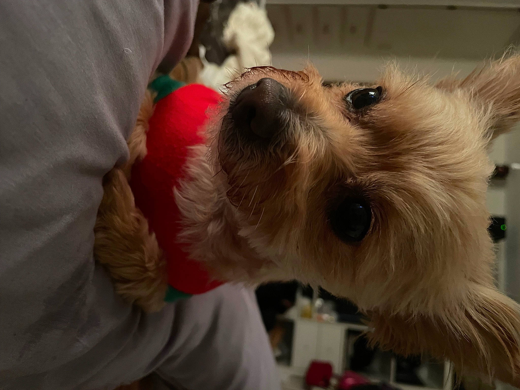 Daisy joined the competition — help win amazing prizes! canidae, carnivore, collar, companion_dog, dog, dog_breed, dog_clothes, dog_supply, ear, eyewear, fawn, fur, small_terrier, snout, sporting_group, sunglasses, terrier, toy_dog, whiskers, working_animal