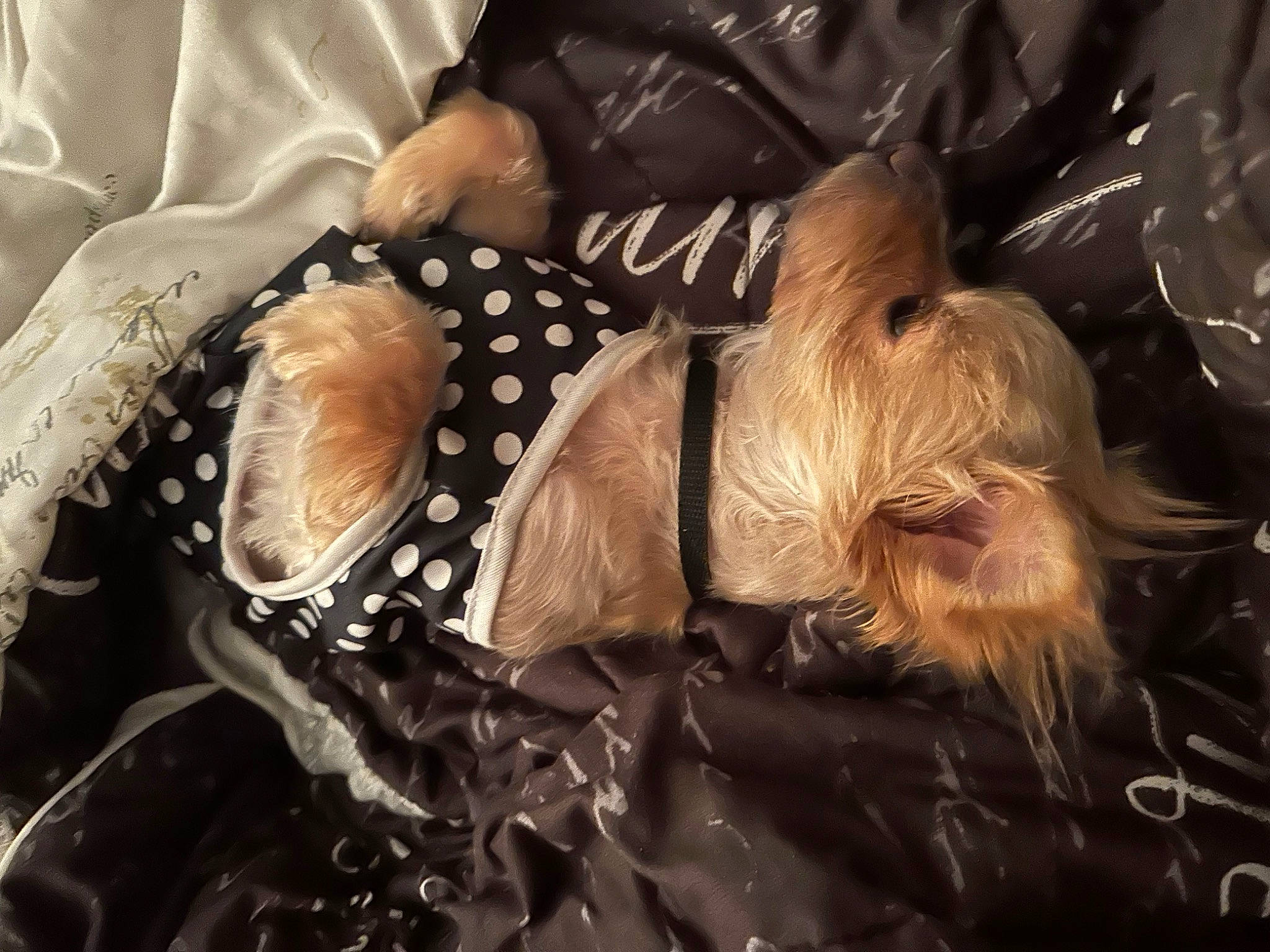 Daisy is registered to the contest to win money with this photo: canidae, carnivore, comfort, companion_dog, darkness, dog, dog_breed, fashion_accessory, fur, headpiece, linens, liver, pattern, personal_protective_equipment, sleeve, small_terrier, sporting_group, terrier, toy_dog, wrist