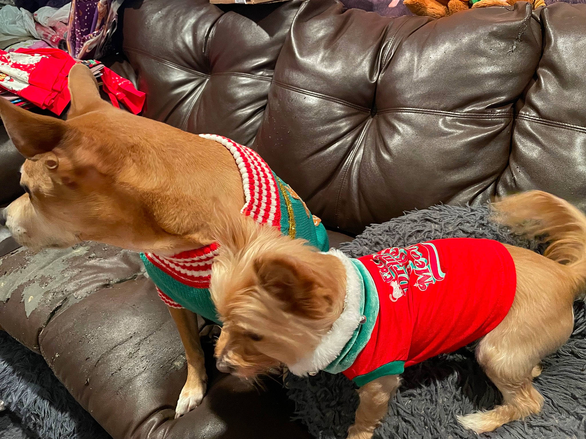 Daisy joined the competition — help win amazing prizes! bag, barefoot, carnivore, chest, comfort, companion_dog, couch, dog, dog_breed, fun, fur, grass, human_leg, knee, lap, sitting, sporting_group, sportswear, sunglasses, thigh