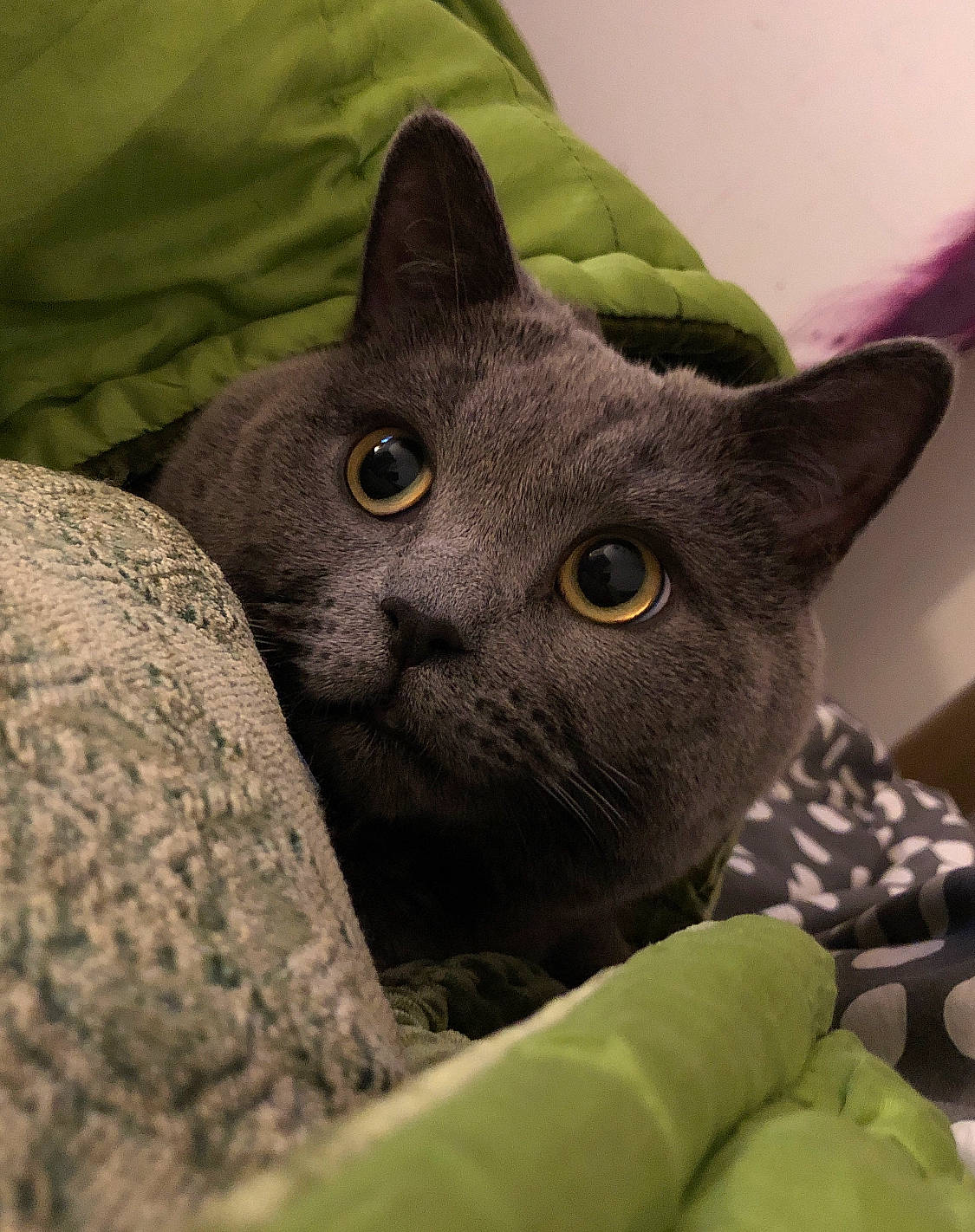 Minion a rejoint le concours — aidez-le/la à gagner de superbes lots ! carnivore, cat, domestic_short_haired_cat, felidae, fur, grey, russian_blue, small_to_medium_sized_cats, snout, terrestrial_animal, whiskers