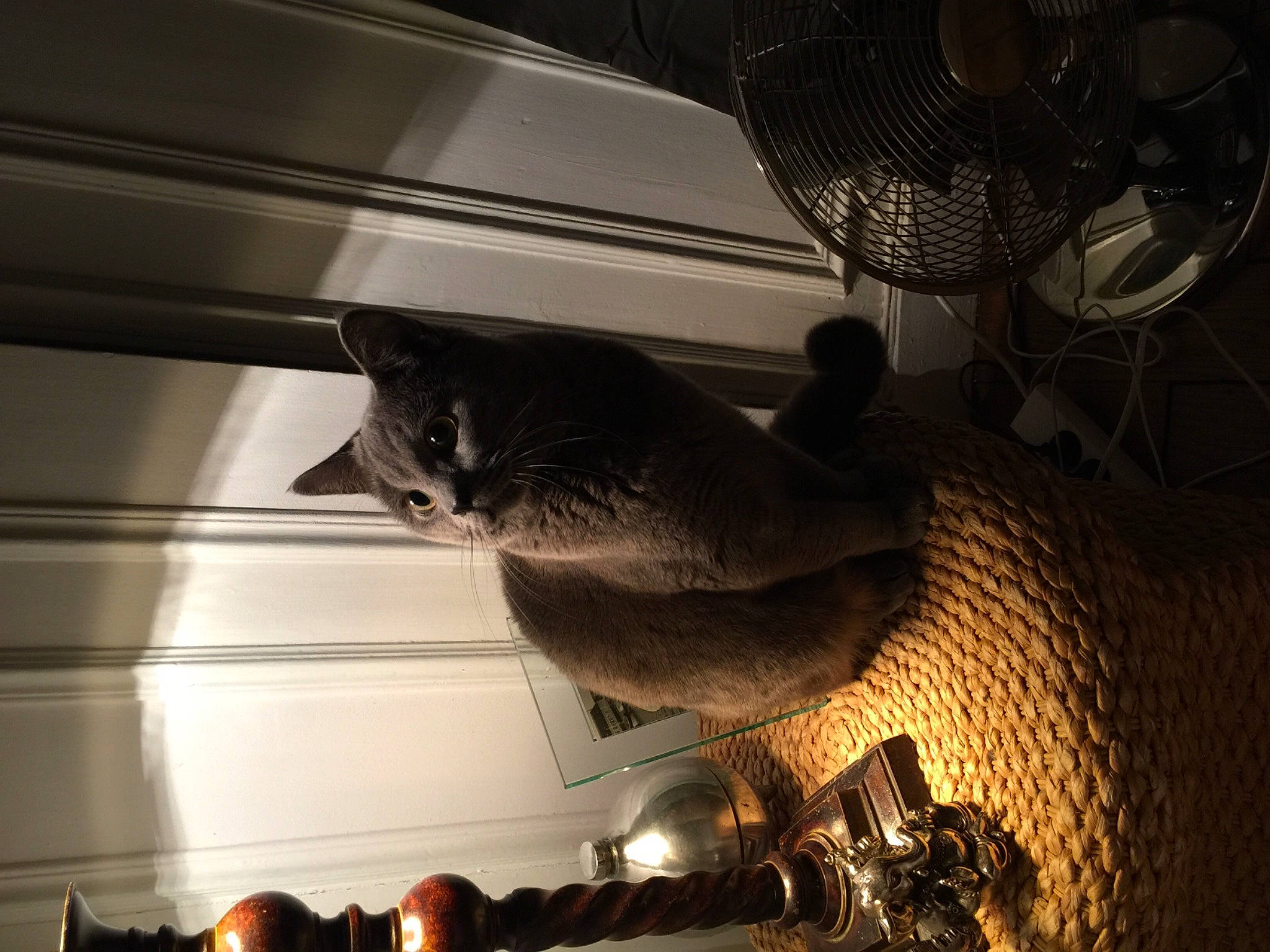 Minion a rejoint le concours — aidez-le/la à gagner de superbes lots ! black, carnivore, cat, ceiling, comfort, darkness, felidae, heat, light, lighting, night, room, sky, small_to_medium_sized_cats, tail, tints_and_shades, tree, whiskers, window, wood