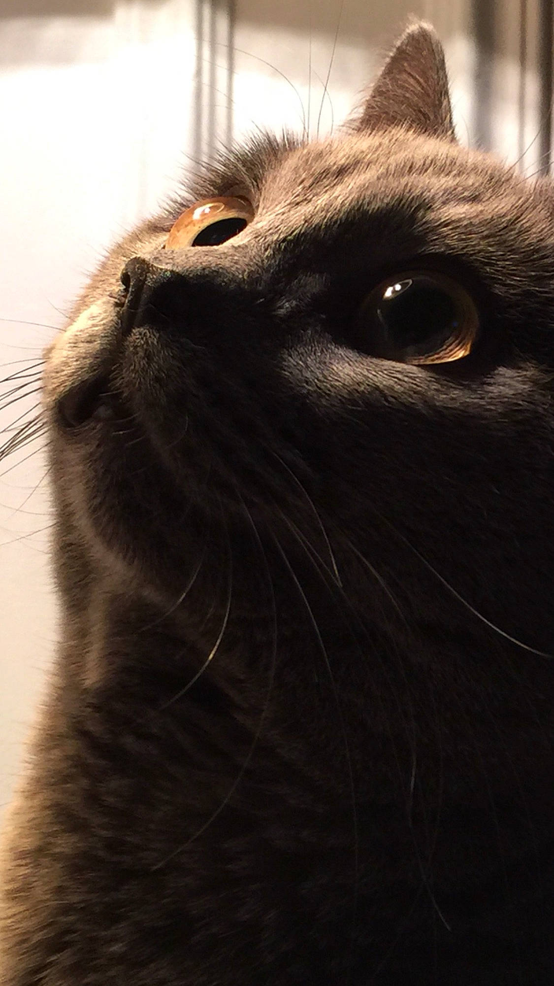 Minion a rejoint le concours — aidez-le/la à gagner de superbes lots ! black_cat, carnivore, cat, darkness, domestic_short_haired_cat, felidae, fur, small_to_medium_sized_cats, snout, terrestrial_animal, whiskers, wildlife, window, working_animal