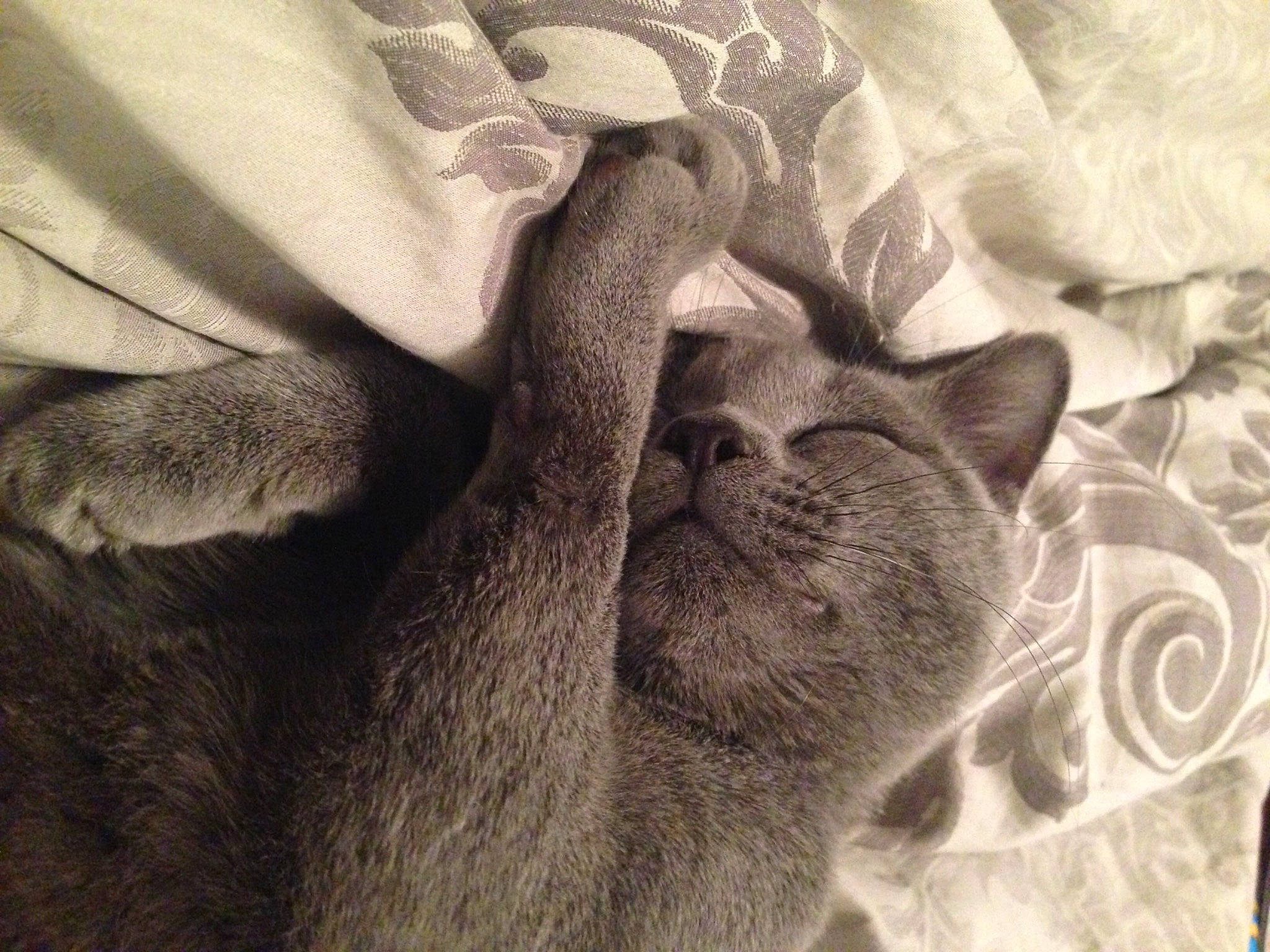 Minion a rejoint le concours — aidez-le/la à gagner de superbes lots ! canidae, carnivore, cat, comfort, domestic_short_haired_cat, felidae, fur, grey, linens, monochrome, monochrome_photography, nap, paw, sleep, small_to_medium_sized_cats, snout, tail, terrestrial_animal, whiskers, wildlife