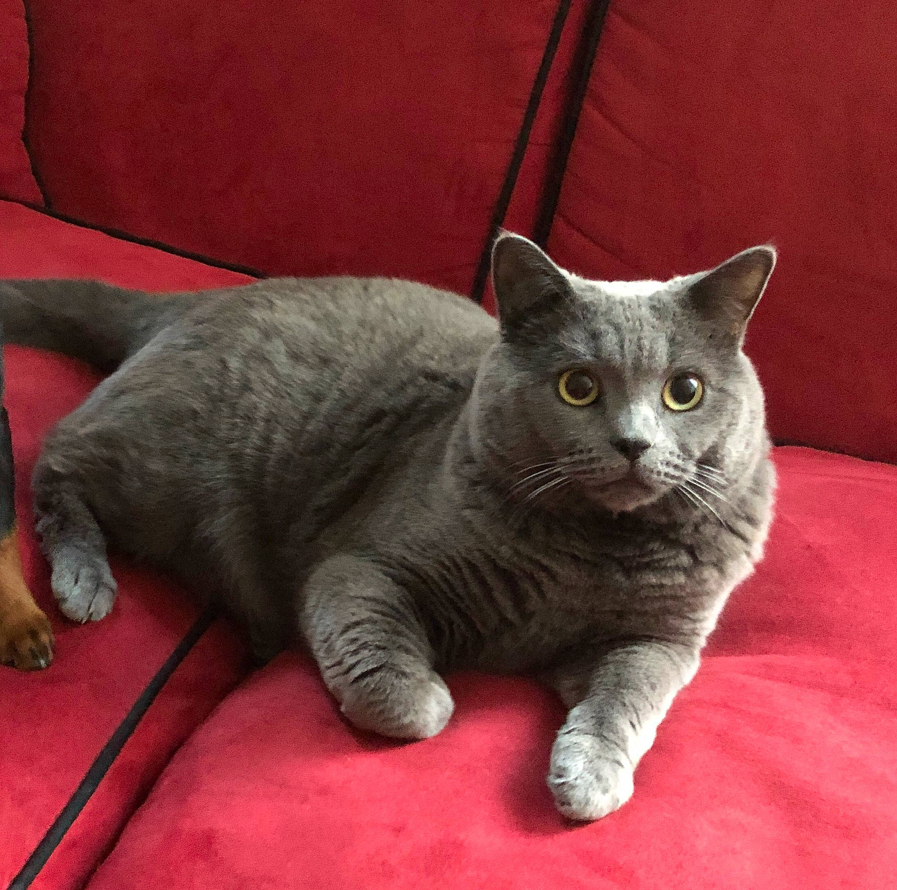 Minion a rejoint le concours — aidez-le/la à gagner de superbes lots ! carnivore, cat, cat_supply, claw, comfort, domestic_short_haired_cat, felidae, fur, grey, paw, russian_blue, small_to_medium_sized_cats, snout, tail, whiskers