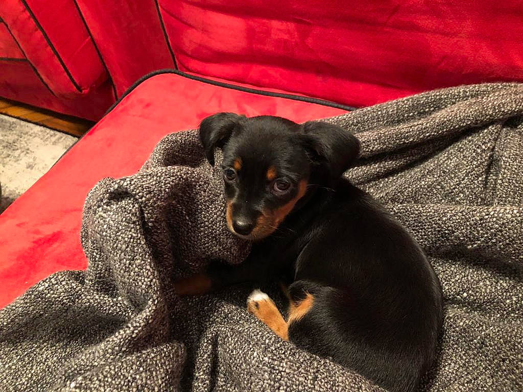 Milla a rejoint le concours — aidez-le/la à gagner de superbes lots ! carnivore, chair, comfort, companion_dog, couch, dog, dog_breed, fur, grey, guard_dog, hardwood, hound, paw, pinscher, terrestrial_animal, toy_dog, whiskers, wood, working_animal, working_dog