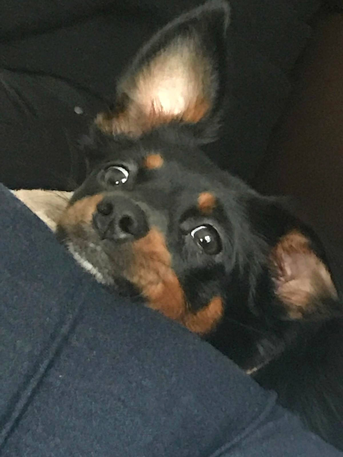 Milla a rejoint le concours — aidez-le/la à gagner de superbes lots ! bored, canidae, carnivore, comfort, companion_dog, darkness, dog, dog_breed, dog_supply, ear, fawn, fur, jaw, mammal, paw, puppy, sporting_group, terrestrial_animal, whiskers, working_dog