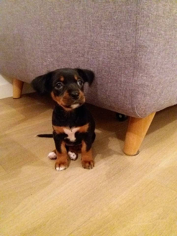 Milla a rejoint le concours — aidez-le/la à gagner de superbes lots ! canidae, carnivore, companion_dog, dog, dog_breed, fawn, floor, flooring, foot, hardwood, liver, paw, rottweiler, snout, sporting_group, toy_dog, whiskers, wood, working_animal, working_dog