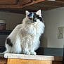 animal, black_markings, calm, cat, counter, curious, cute, domestic, feline, fluffy, furry, household, indoor, kitchen, natural_light, pet, portrait, sitting, white, wooden_cabinets