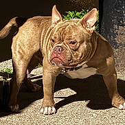 Chop is registered to the contest to win money with this photo: alert, animal, brown, bulldog, collar, daylight, dog, ears, focused, guarding, muscular, outdoor, pavement, pet, shadow, side_view, standing, sunlight, white, wrinkles