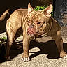 alert, animal, brown, bulldog, collar, daylight, dog, ears, focused, guarding, muscular, outdoor, pavement, pet, shadow, side_view, standing, sunlight, white, wrinkles