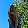cat, ginger_cat, animal, outdoor, wooden_post, tree, green_leaves, blue_sky, sunlight, nature, pet, relaxed, paw, mammal, feline, wildlife, daylight, wood_texture, resting, close_up