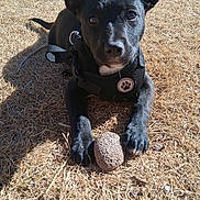 Nalah is registered to the contest to win money with this photo: dog, puppy, black_fur, harness, paw_emblem, dry_grass, outdoors, pet, paws, nose, ears, toy_like_rock, close_up, sunlight, shadow, portrait, ground, playful, leaf_litter, collar