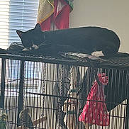Tux is registered to the contest to win money with this photo: animal, bird, birdcage, black_and_white_cat, blinds, cage_bars, cat, colorful_bird, daylight, furniture, hanging_toy, indoor, parakeet, perch, pet, quiet, resting, sleeping, toy, window