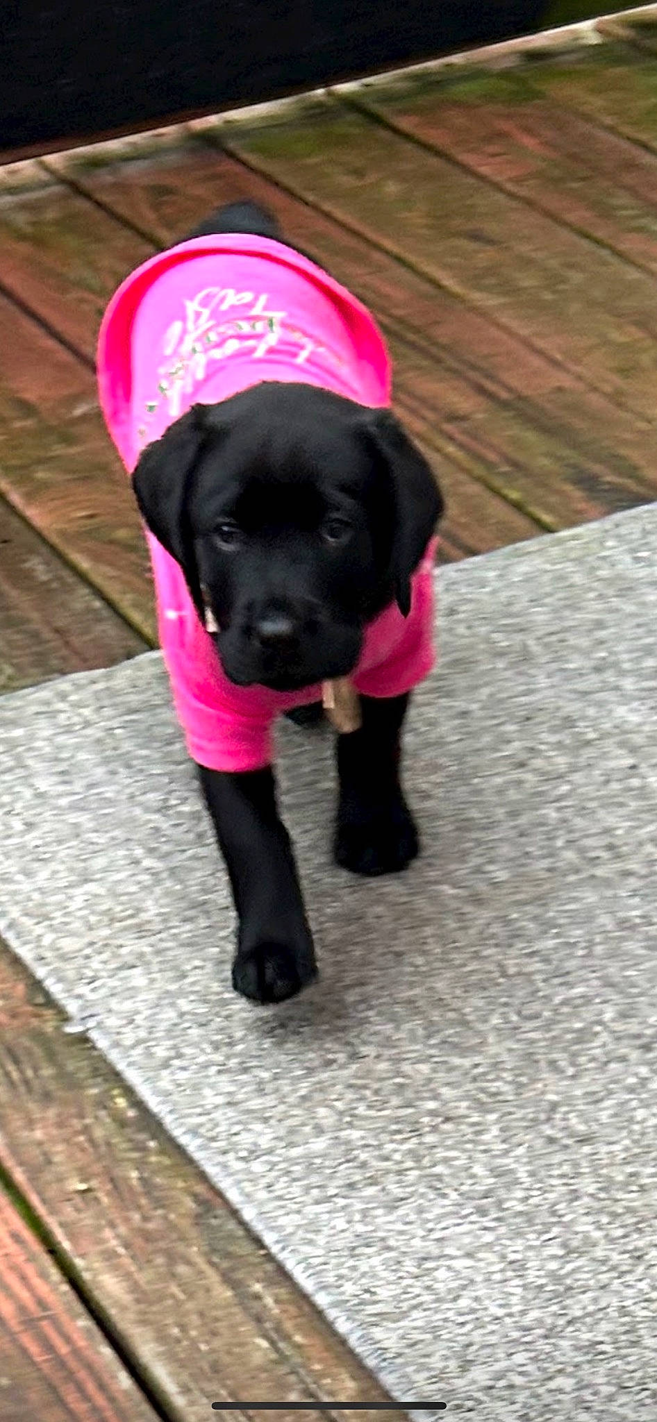 Olive joined the competition — help win amazing prizes! borador, canidae, carnivore, companion_dog, dog, dog_breed, flooring, fur, gun_dog, hat, liver, magenta, pet_supply, puppy, sleeve, snout, sporting_group, tail, wood, working_animal