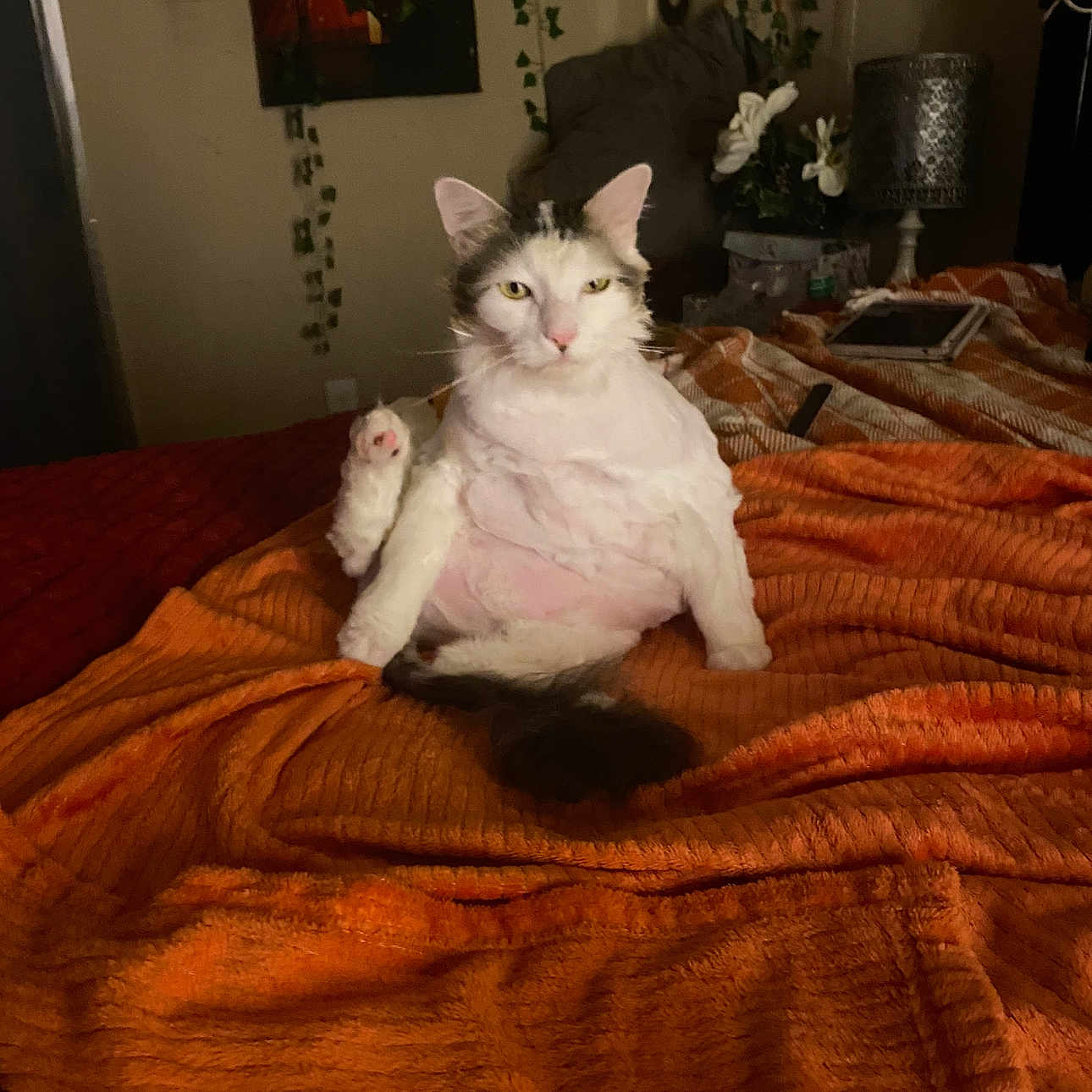 Lulu is registered to the contest to win money with this photo: animal, bedroom, blanket, cat, cozy, feline, fur, gray, home, indoor, lamp, orange, paw, pet, plant, raised_paw, relaxed, sitting, tablet, white