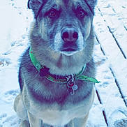 Scout a rejoint le concours — aidez-le/la à gagner de superbes lots ! dog, snow, green_bandana, outdoor, pet, canine, wooden_deck, winter, fur, sitting, animal, looking_at_camera, collar, face, ears, paws, quiet, nature, daylight, footprints