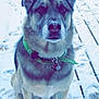 dog, snow, green_bandana, outdoor, pet, canine, wooden_deck, winter, fur, sitting, animal, looking_at_camera, collar, face, ears, paws, quiet, nature, daylight, footprints