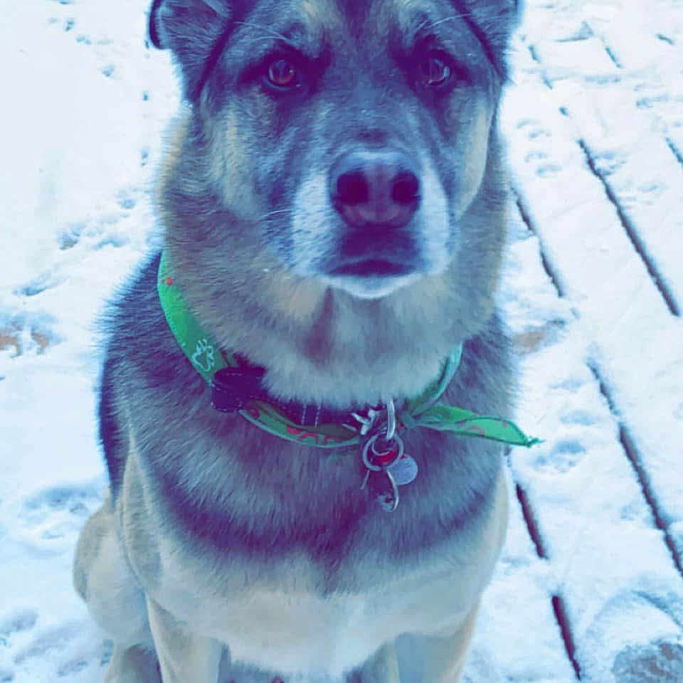 Scout a rejoint le concours — aidez-le/la à gagner de superbes lots ! animal, canine, collar, daylight, dog, ears, face, footprints, fur, green_bandana, looking_at_camera, nature, outdoor, paws, pet, quiet, sitting, snow, winter, wooden_deck