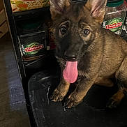 Dalilah joined the competition — help win amazing prizes! black_surface, brown_fur, closeup, container, curious, dog, ears, food_packaging, indoor, jars, kitchen, looking_up, pet, pickles, puppy, ramen_noodles, sitting, table, tongue_out, young_dog