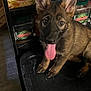 black_surface, brown_fur, closeup, container, curious, dog, ears, food_packaging, indoor, jars, kitchen, looking_up, pet, pickles, puppy, ramen_noodles, sitting, table, tongue_out, young_dog