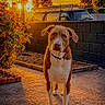 animal, backyard, cloud, collar, dog, flower, garden, golden_hour, nature, outdoor, pavement, pet, plant, shadow, sky, sunlight, sunset, tree, van, wall